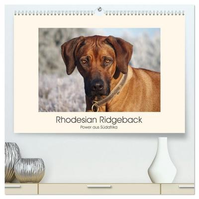 Rhodesian Ridgeback Power aus Südafrika (hochwertiger Premium Wandkalender 2026 DIN A2 quer), Kunstdruck in Hochglanz