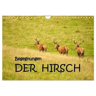 Begegnungen. DER HIRSCH (Wandkalender 2026 DIN A4 quer), CALVENDO Monatskalender