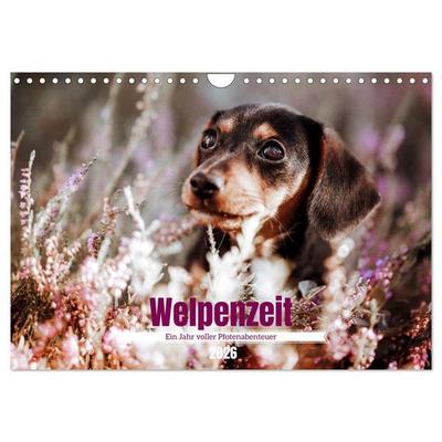 Welpenzeit - Ein Jahr voller spannender Pfotenabenteuer (Wandkalender 2026 DIN A4 quer), CALVENDO Monatskalender