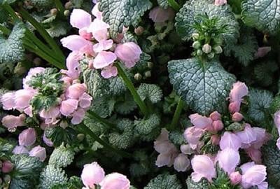 6 x Lamium maculatum Roseum Wilde salie - Pot van 9 x 9 cm - GRDplanten