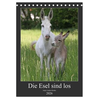 Die Esel sind los (Tischkalender 2026 DIN A5 hoch), CALVENDO Monatskalender