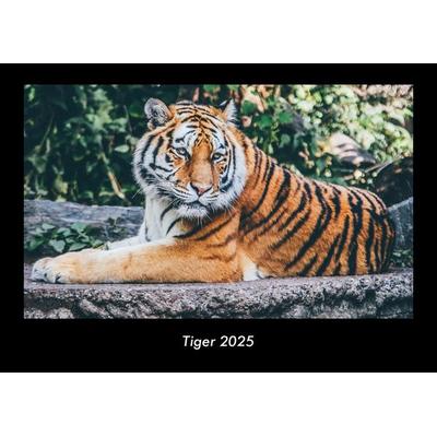 Tiger 2025 Fotokalender DIN A3