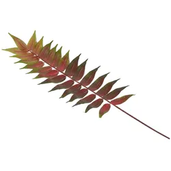 DEKOZWEIG Palmfarn rot-grün, 72 cm