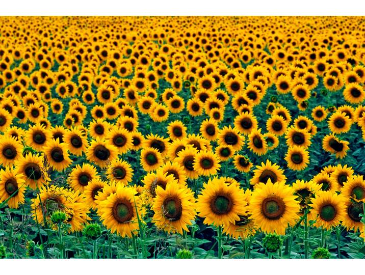 Fototapete PAPERMOON Field of Sunflowers , bunt, B:1,5m L:1,11m, Vlies, Tapeten, Fototapete