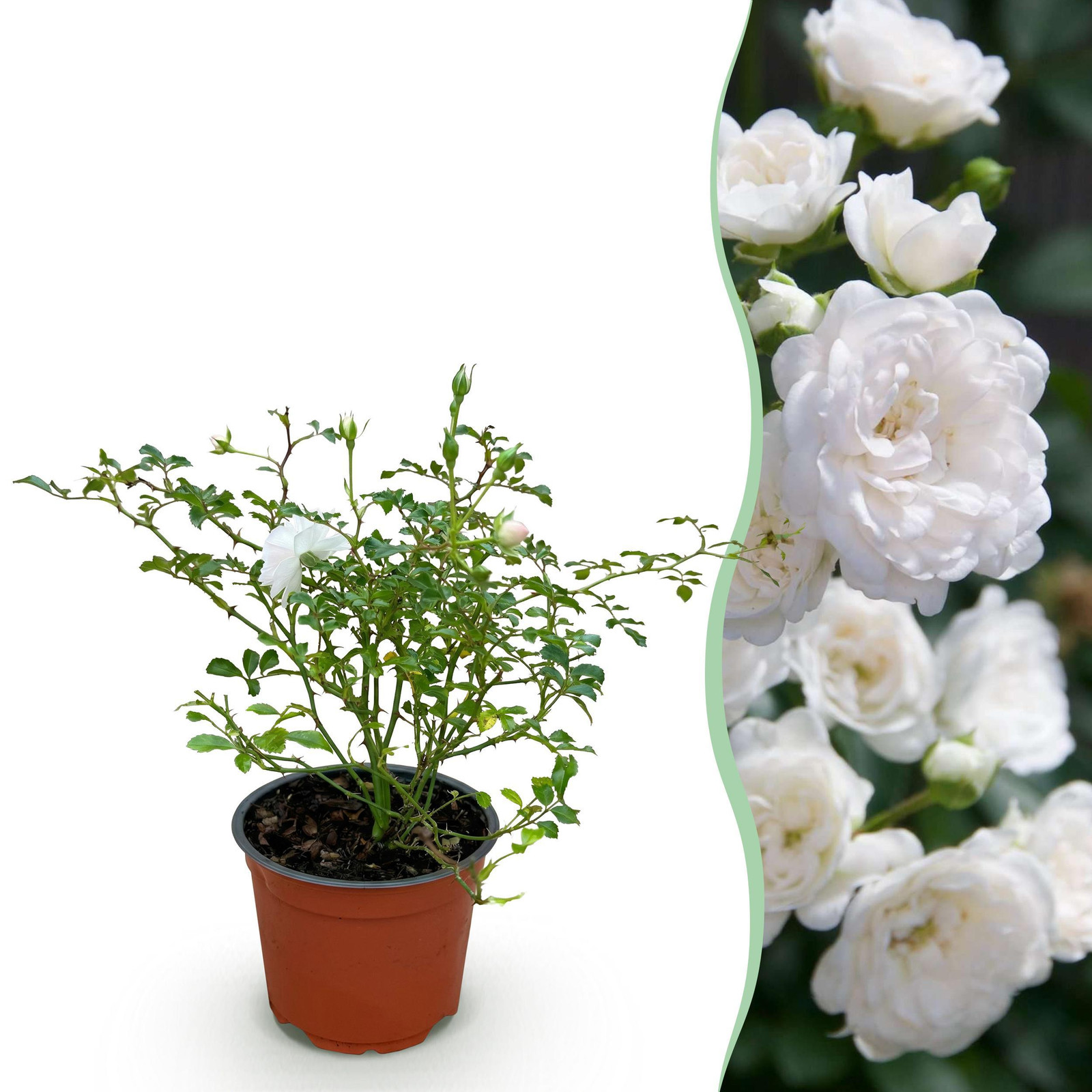 Pflanzenboutique Rosa White Fairy Roos - Wit - Winterhard - 20-30 cm - Ø 12 cm
