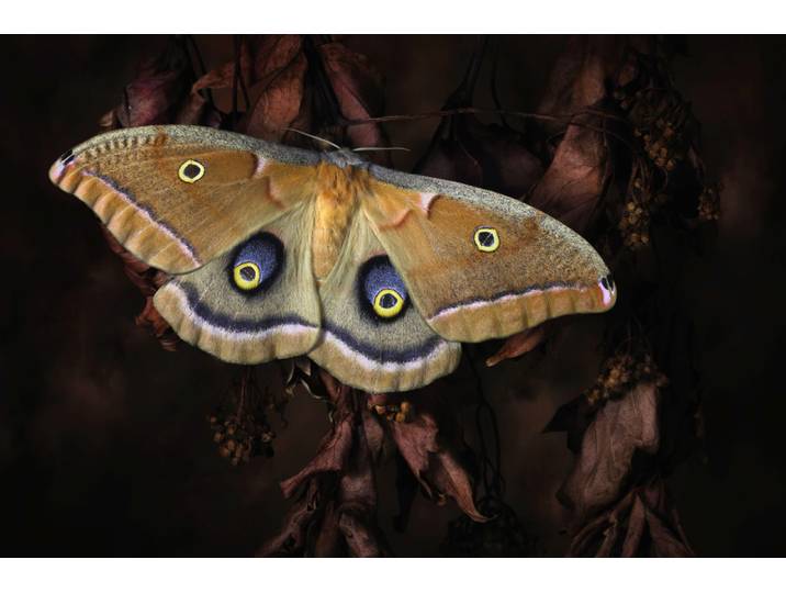 Fototapete PAPERMOON Photo-Art JIMMY HOFFMAN, POLYPHEMUS, SCHMETTERLING , bunt, B:1,5m L:1,11m, Vlies, Tapeten, Fototapete