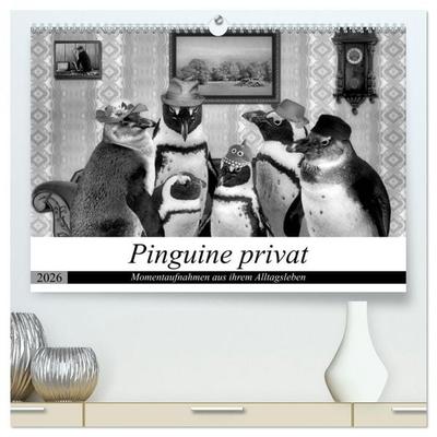 Pinguine privat (hochwertiger Premium Wandkalender 2026 DIN A2 quer), Kunstdruck in Hochglanz