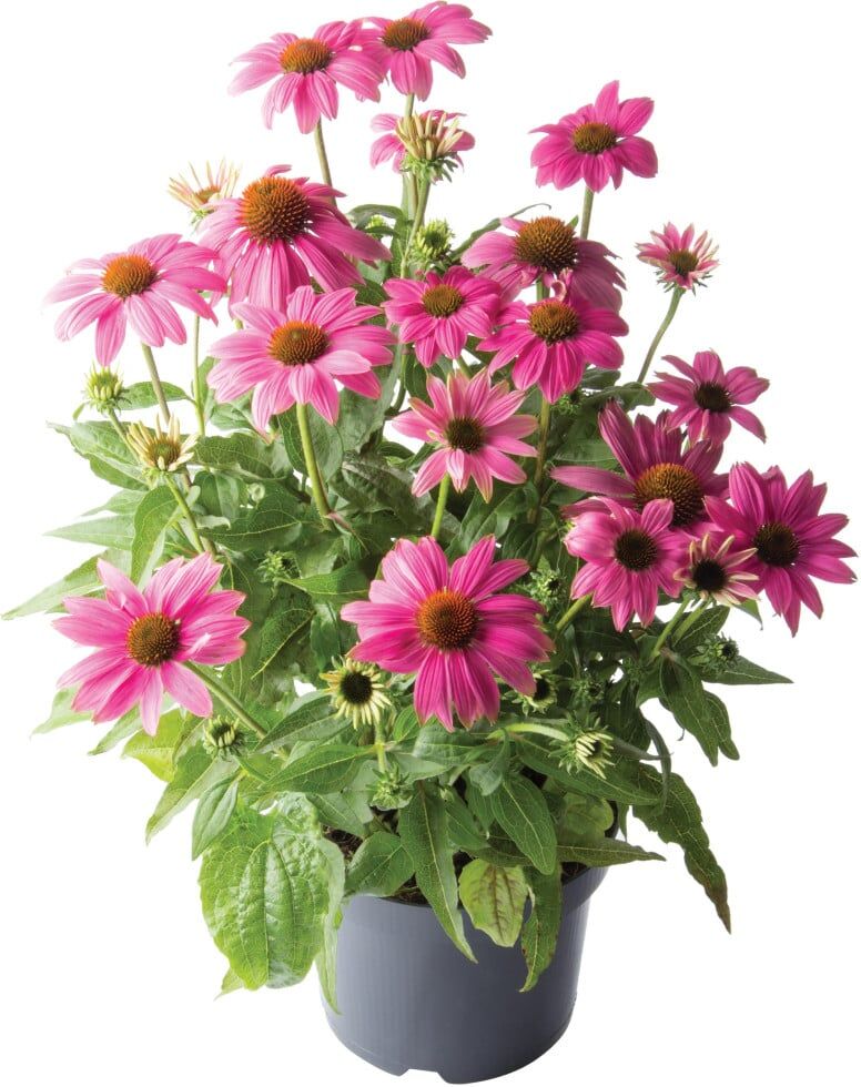 Pflanzen Sonnenhut Echinacea 13 cm Topf