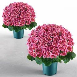 VEVOR 2er-Pack Kunstblumen im Topf 508 mm Gefälschte Geranien Tiefrosa, Künstliche Topfblumen für Zuhause Büro Café, aus Seidenstoff & PE-Kunststoff, Sofort Einsatzbereit, Pflegefreie Kunstpflanze