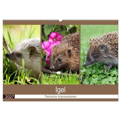 Igel 2027. Tierische Impressionen (Wandkalender 2027 DIN A2 quer), CALVENDO Monatskalender