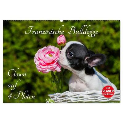 Französische Bulldogge - Clown auf 4 Pfoten (Wandkalender 2026 DIN A2 quer), CALVENDO Monatskalender