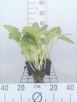 6 x Hosta hybride Halcyon in pot van 9 x 9 cm van GRDplanten