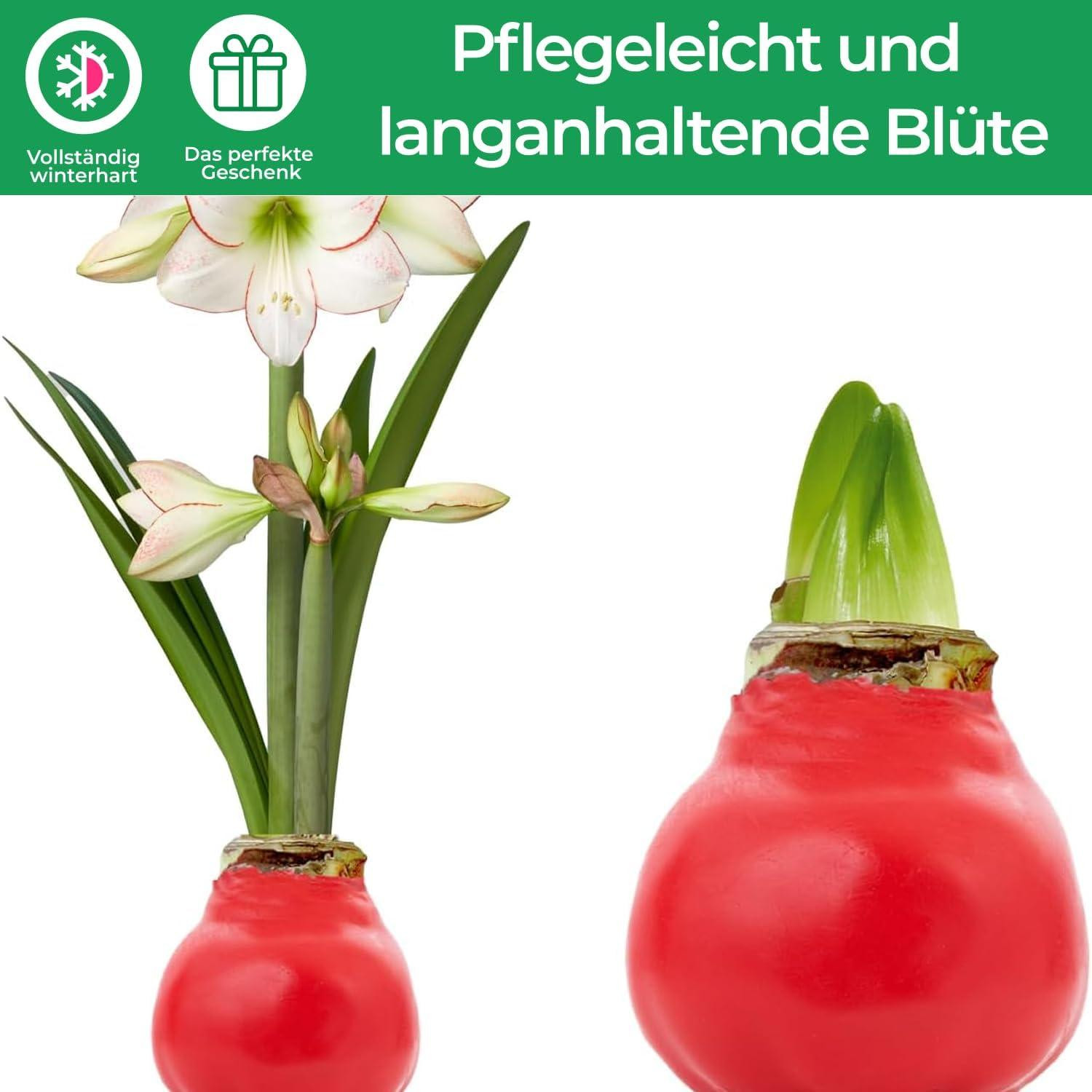 Amaryllis in was snoepbloem Hippeastrum 1 amaryllisbol
