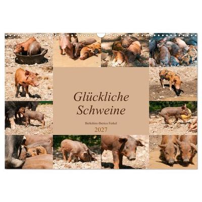 Glückliche Schweine Berkshire-Iberico Ferkel (Wandkalender 2027 DIN A3 quer), CALVENDO Monatskalender