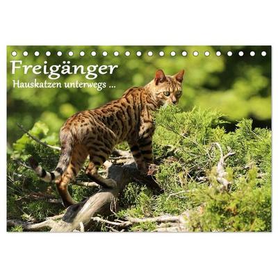 Freigänger - Hauskatzen unterwegs (Tischkalender 2026 DIN A5 quer), CALVENDO Monatskalender