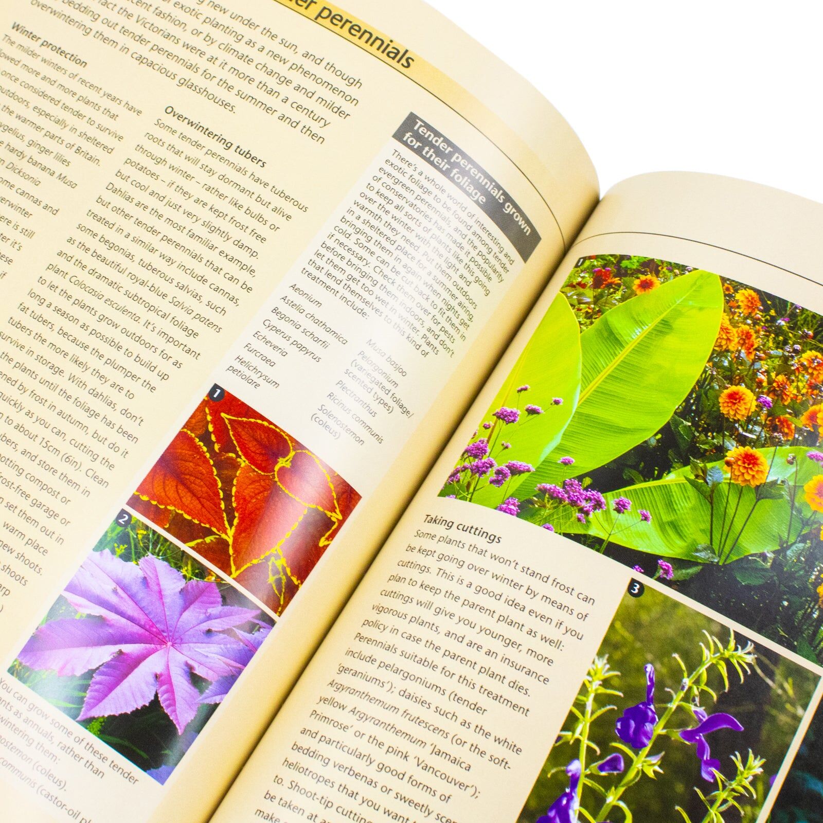 BBC Books Alan Titchmarsh How to Garden: Perennial Garden Plants