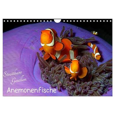 Anemonenfische - Streitbare Gesellen (Wandkalender 2027 DIN A4 quer), CALVENDO Monatskalender