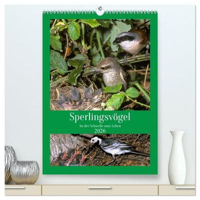 Sperlingsvögel an der Schwelle zum Leben (hochwertiger Premium Wandkalender 2026 DIN A2 hoch), Kunstdruck in Hochglanz