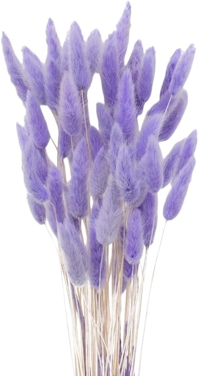 Natuurlijk gedroogd pampasgras Rabbit Tail Grass voor decoratie
