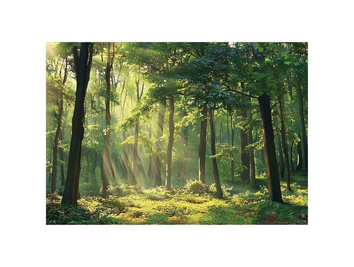 FOTOTAPETE Wald Natur Vlies Tapete Wohnzimmer Schlafzimmer 200x140