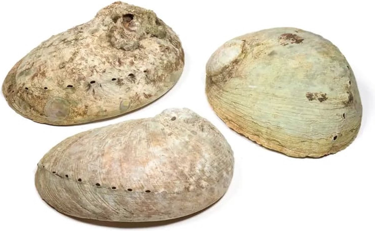 Abalone smudge schelp Haliotis diversicolor - Maat L - Voor energetische en rituele reiniging
