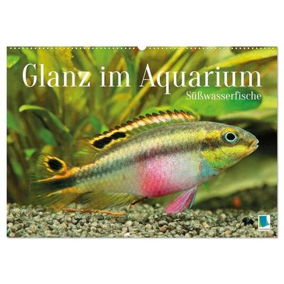 Glanz im Aquarium: Süßwasserfische (Wandkalender 2026 DIN A2 quer), CALVENDO Monatskalender