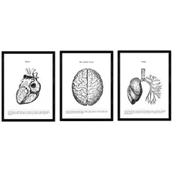 POSTER Set Mit 3 Anatomie Herz, Gehirn, Lunge A3 Schwarzer Rahmen
