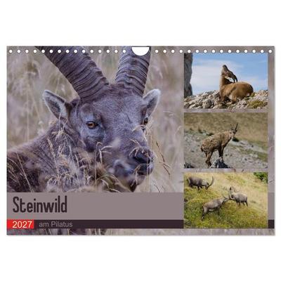 Steinwild am Pilatus (Wandkalender 2027 DIN A4 quer), CALVENDO Monatskalender