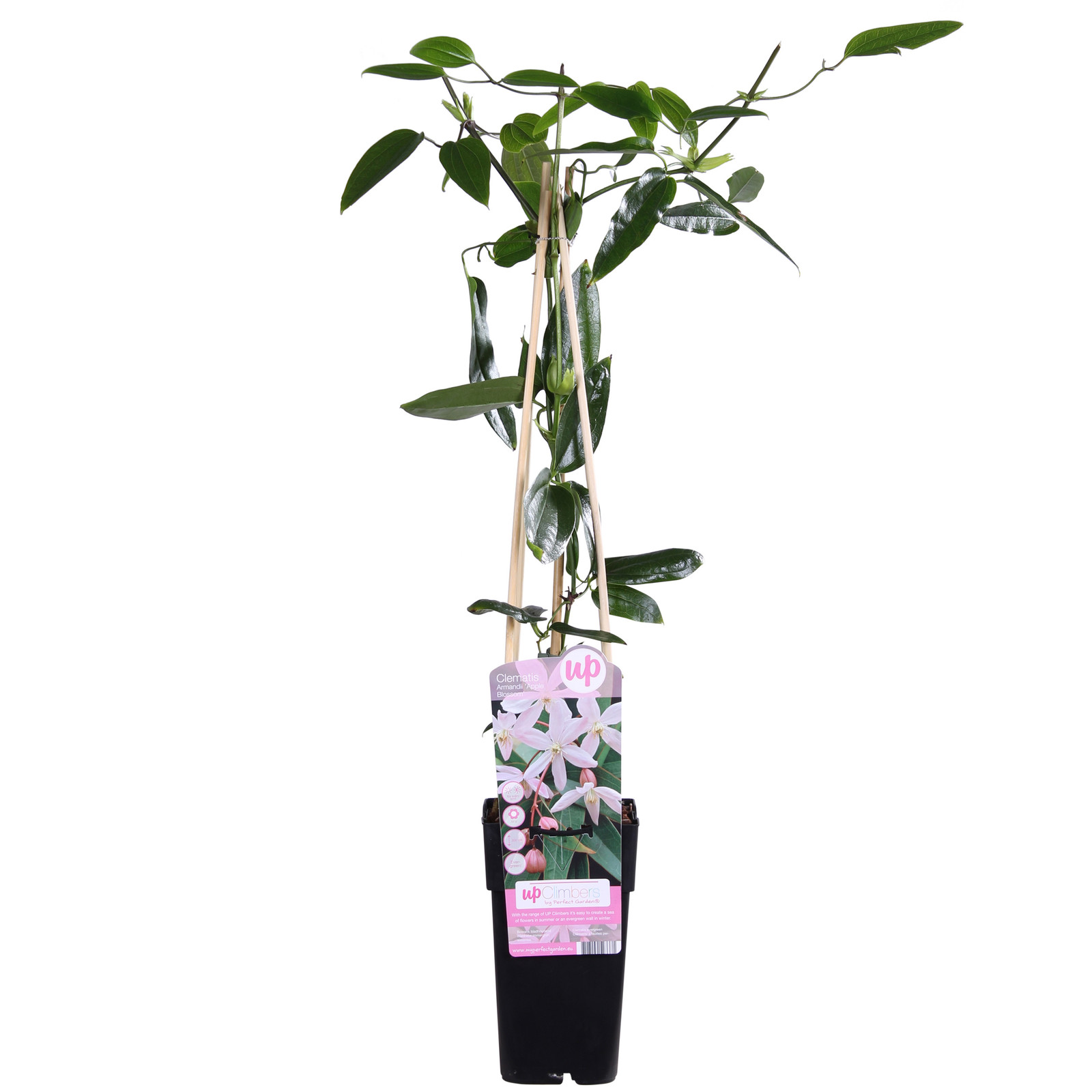 Hoogeveen Plants Klimop Clematis armandii 'Apple Blossom' cultivar