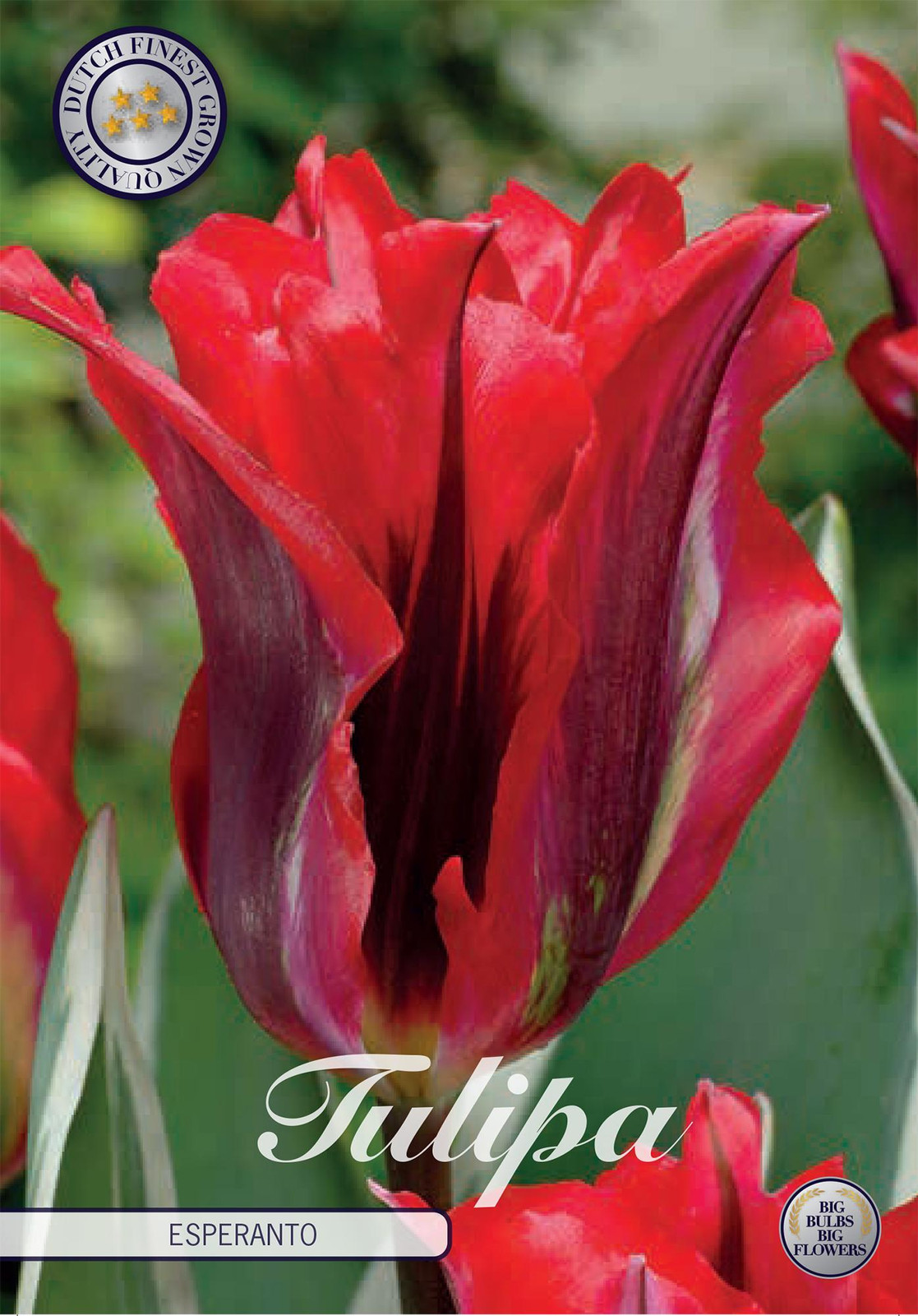 Sam van Schooten Tulpen Esperanto (7 stuks)