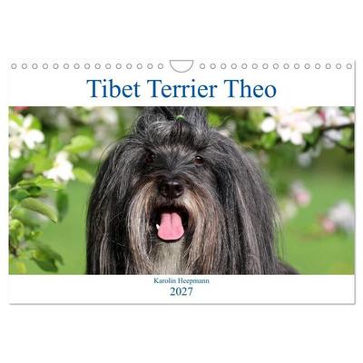 Tibet Terrier Theo (Wandkalender 2027 DIN A4 quer), CALVENDO Monatskalender