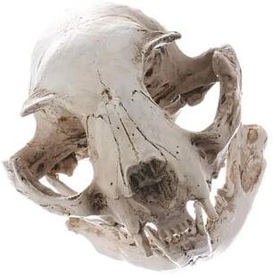 Uplifted Finds Realistic Resin Cat Skull Replica   Medical Teaching Skeleton Model & Gothic Decor Realistic Resin Cat Skull Replica   Medical Teaching Skeleton Model & Gothic Decor