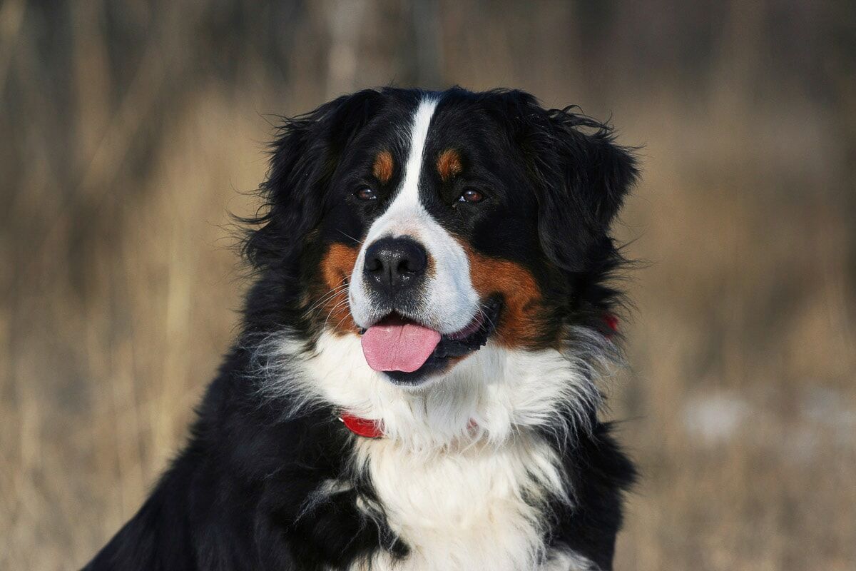 Fototapete PAPERMOON "Hund, Berner Sennenhund", bunt, B:2m L:1,49m, Vlies, Tapeten, Fototapete bunt B/L: 2m x 1,49m, Bahnen: 4 Stk.