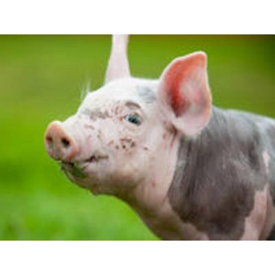 CALVENDO Puzzle Schwein | 1000 Teile Lege-Größe 64x48cm Foto-Puzzle für glückliche Stunden