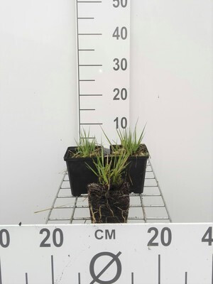 6 x Molinia caerulea Moorhexe pijlgraas in pot van 9 x 9 cm van GRDplanten