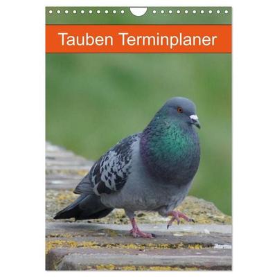 Tauben Terminplaner (Wandkalender 2027 DIN A4 hoch), CALVENDO Monatskalender
