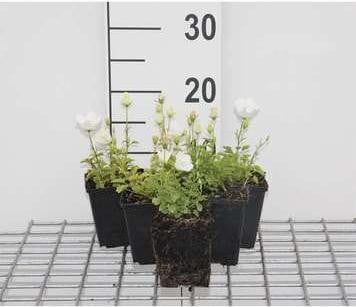 6 x Campanula carpatica Weisse Clips Bergnarcis pot van 9 x 9 cm van GRDplanten