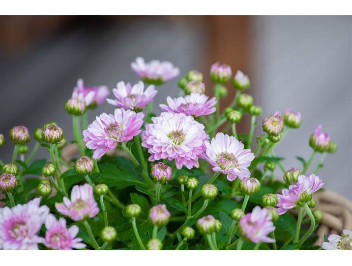 Multiflora-Chrysantheme (Chrysanthemum multiflora, rosa-lila), Topfgrösse Ø19cm