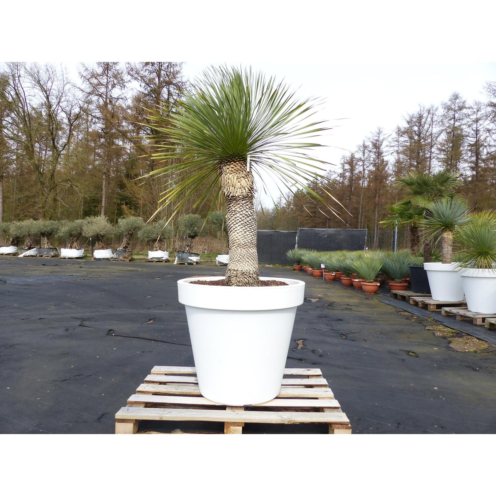 Yucca Rostrata 190 cm Stamm 80 cm im Pflanzkübel Ø80 cm Weiß winterhart