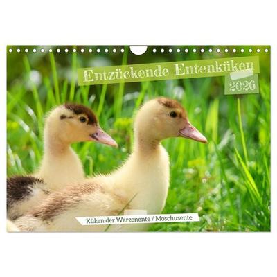 Entzückende Entenküken (Wandkalender 2026 DIN A4 quer), CALVENDO Monatskalender