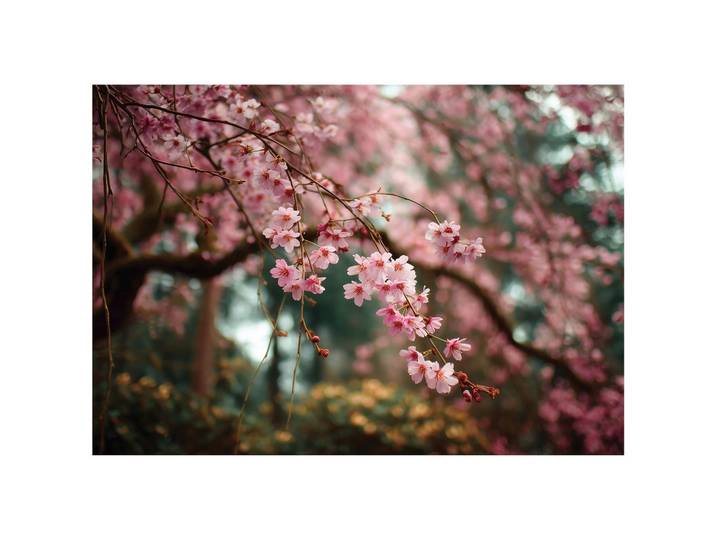 FOTOTAPETE Blumen Bäume Rosa 200x140 cm