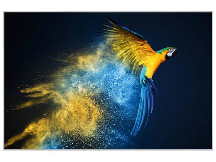 Bild mit Rahmen Papagei in Blau und Gelb image LAND