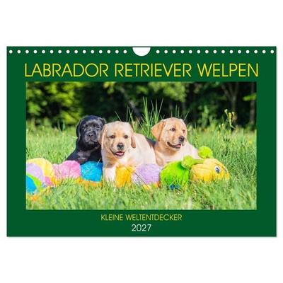 Labrador Retriever Welpen - Kleine Weltentdecker (Wandkalender 2027 DIN A4 quer), CALVENDO Monatskalender
