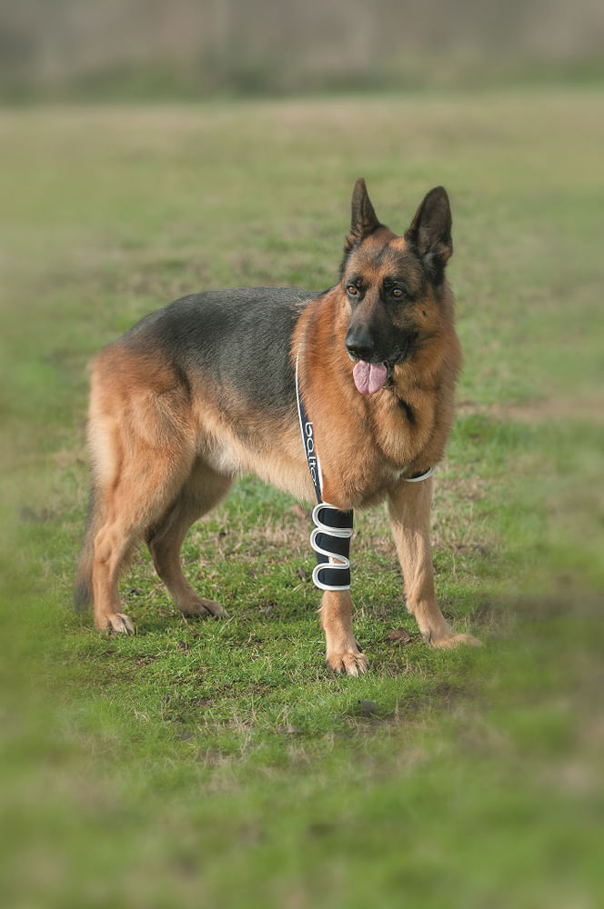 Balto Tutore Soft Gomito Destro per Cane L