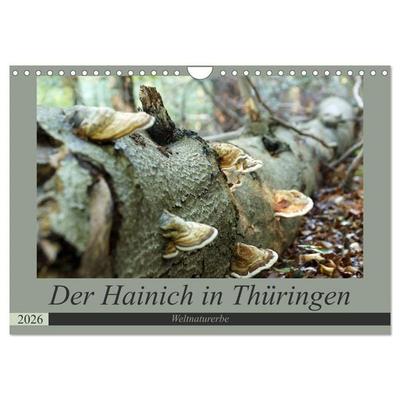 Der Hainich in Thüringen - Weltnaturerbe (Wandkalender 2026 DIN A4 quer), CALVENDO Monatskalender
