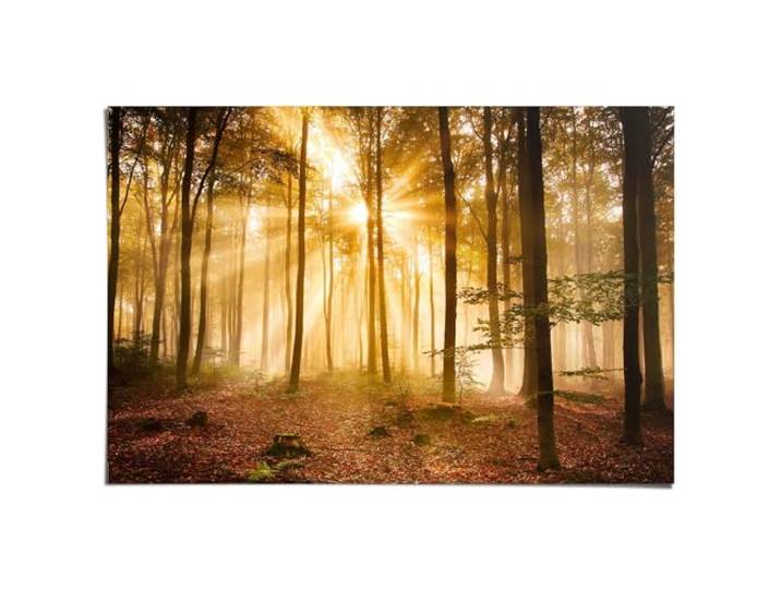 REINDERS Poster, Enlightened Forest, Schlafzimmer, Poster, Wanddeko, Room Decor, Bilderdruckpapier, Braun, 61 x 91,5