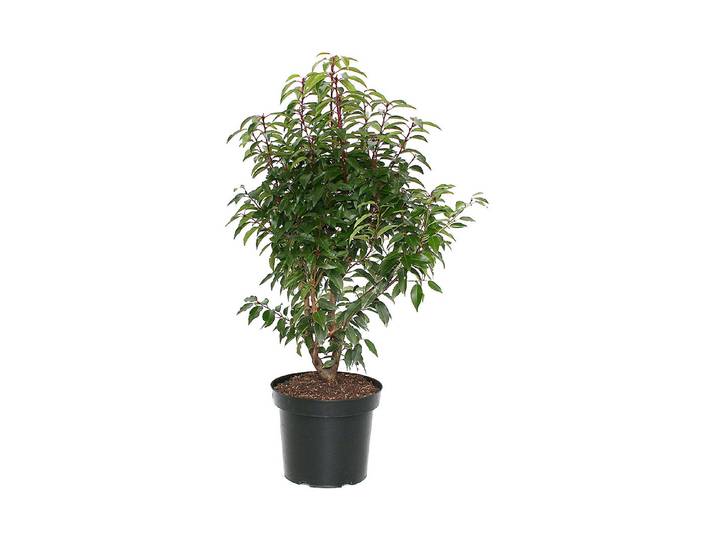Portugiesische Lorbeerkirsche - Prunus lus. Angustifolia 80 - 100cm inklusive Topf