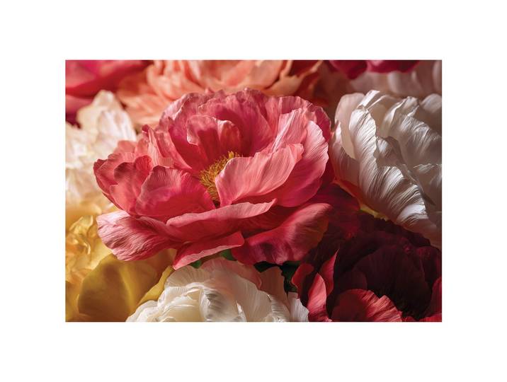 FOTOTAPETE Blumen Pfingstrosen Rot 200x140 cm