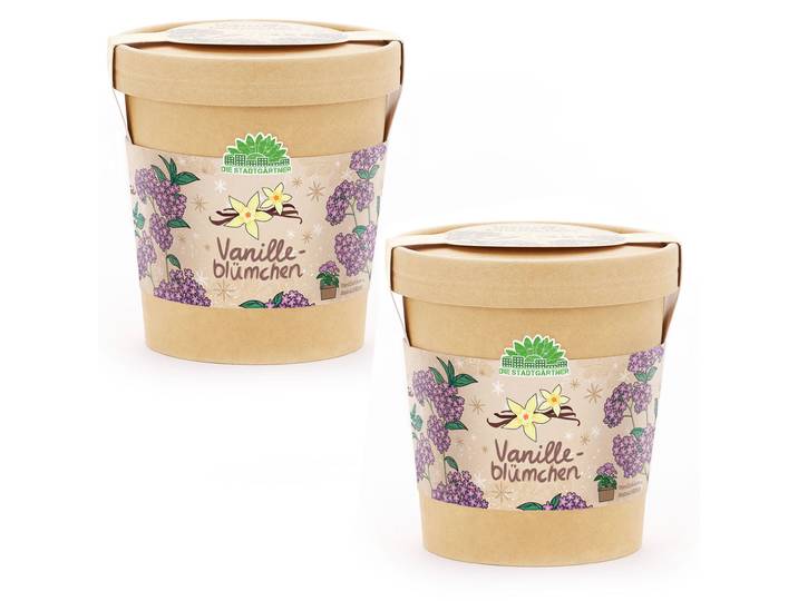 2er-Set Vanilleblume Anzuchtset im Becher