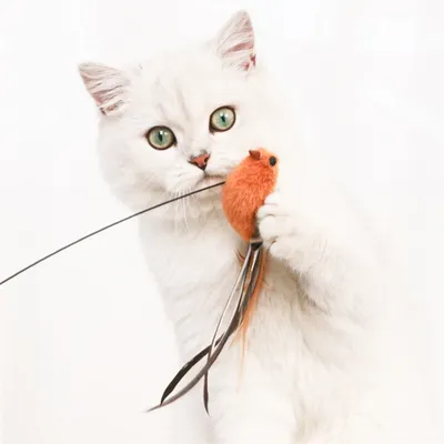 Upgraded Feather Cat Teasing Stick Safe & Engaging Bird Simulation Toy With Epoxy Sucker & Steel Wire Rod Upgraded Feather Cat Teasing Stick Safe & Engaging Bird Simulation Toy With Epoxy Sucker & Steel Wire Rod